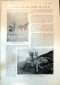Antique Print Ovis Ammon Altai Mountains Course Nasik Golf Club Bombay 1904