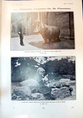Old Hippopotamus Zoo Girl Hen Children Countess De La Warr Myra 1904 20th