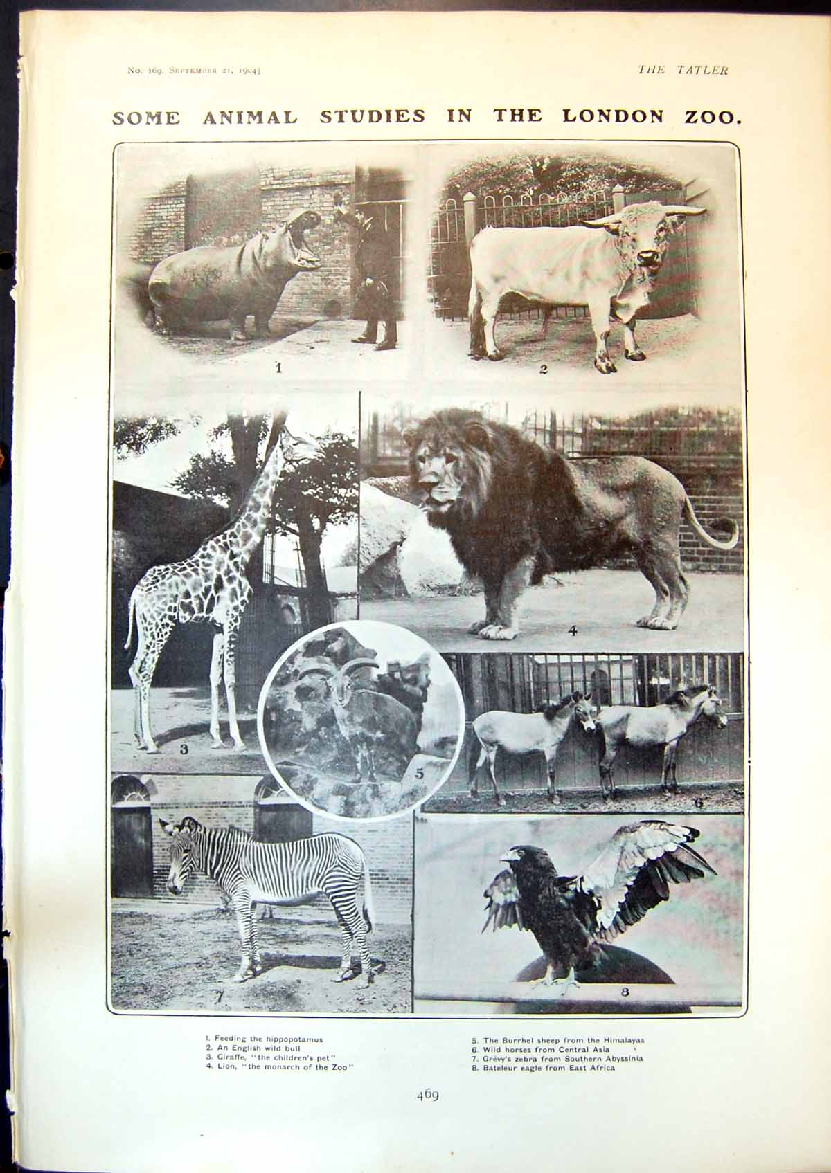 Antique Print Animals London Zoo Giraffe Lion S Downing Writer S Woods 1904
