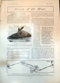 Old Stranded Whale Lady Dilke Rare Signboard Lord Mischief Bucks 1904 20th