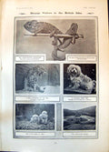 Old Chameleons Jaguar Leviathons Dog Tibet Mr Pineros Play D Wilson19 20th