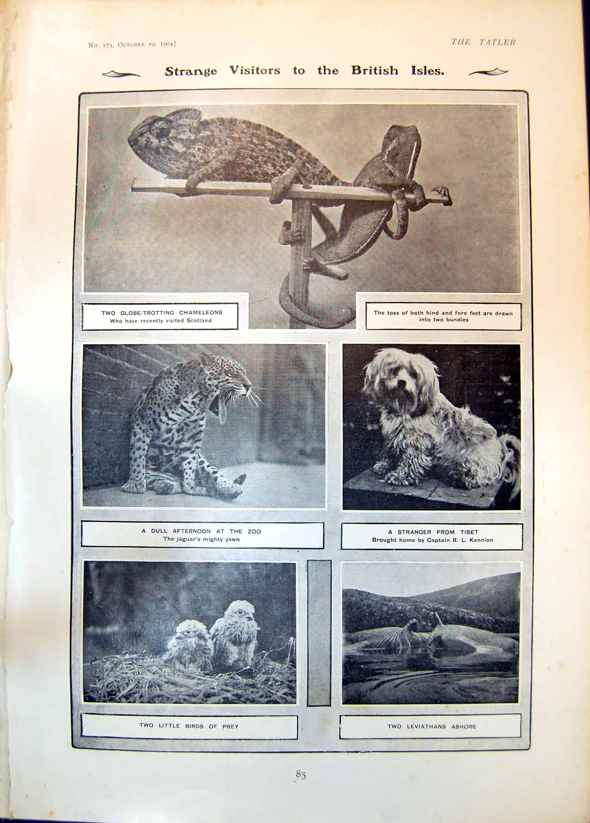 Old Chameleons Jaguar Leviathons Dog Tibet Mr Pineros Play D Wilson19 20th