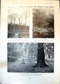 Antique Old Print Autumn Foliage Competition Forest Glade William James 1904