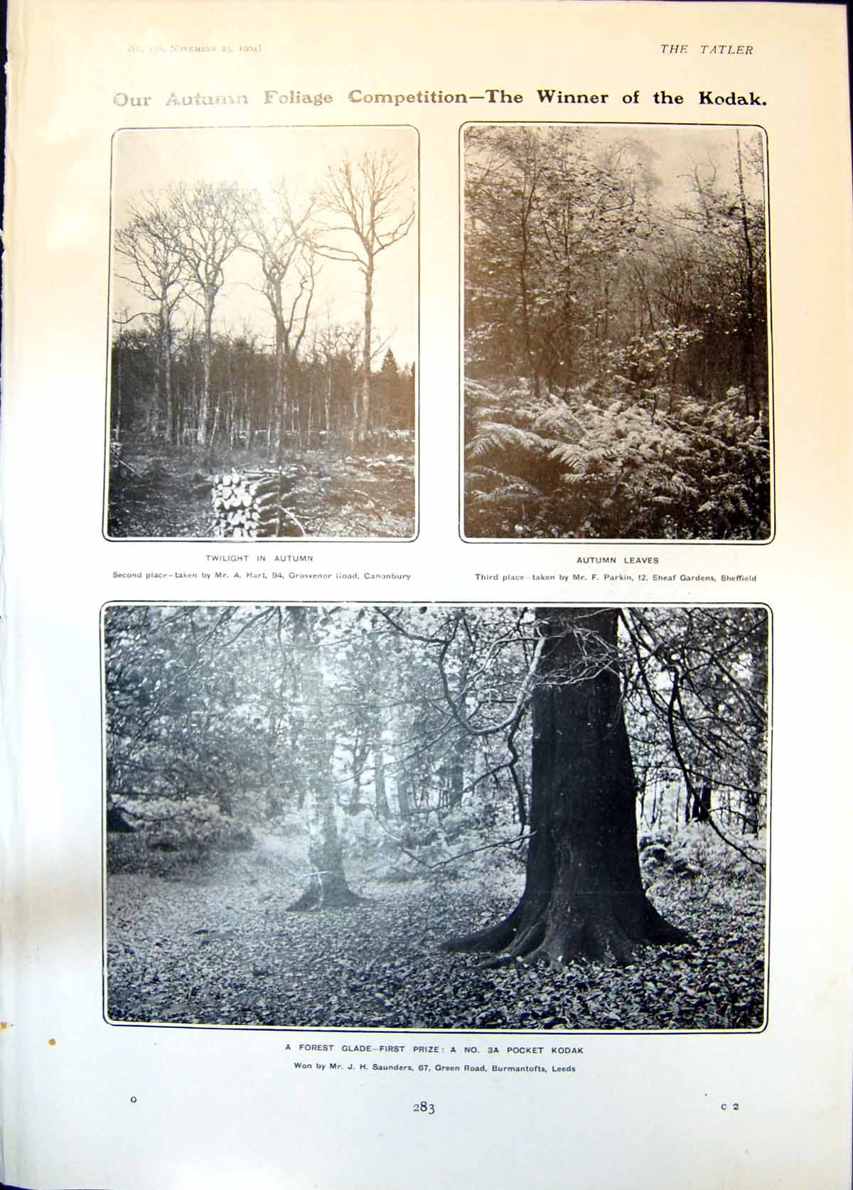 Antique Old Print Autumn Foliage Competition Forest Glade William James 1904