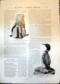 Antique Old Print Madame Makaroff Northern Diver Lady Shoeblack Sign Inn 1904