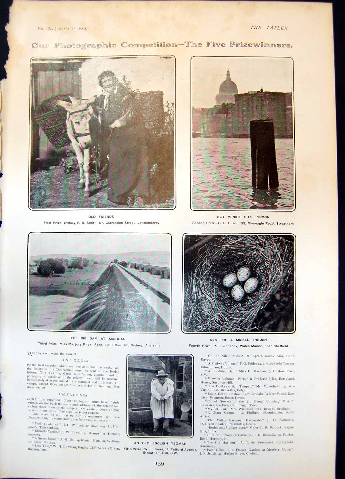 Antique Print Dam Asouan Nest Missel Thrush Yeoman Mrs Andrew Carnegie 1905