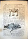 Old Print Monster Crab Octopus Chesil Beach Good Morning Boy Barrel 1905 20th