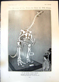 Old Humour Will Owen Natural History Museum Signor Marconis Bride1905 20th