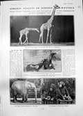 Antique Old Print Zoo Giraffe Sea Lions Elephant Monkeys Pamela Congreve 1905