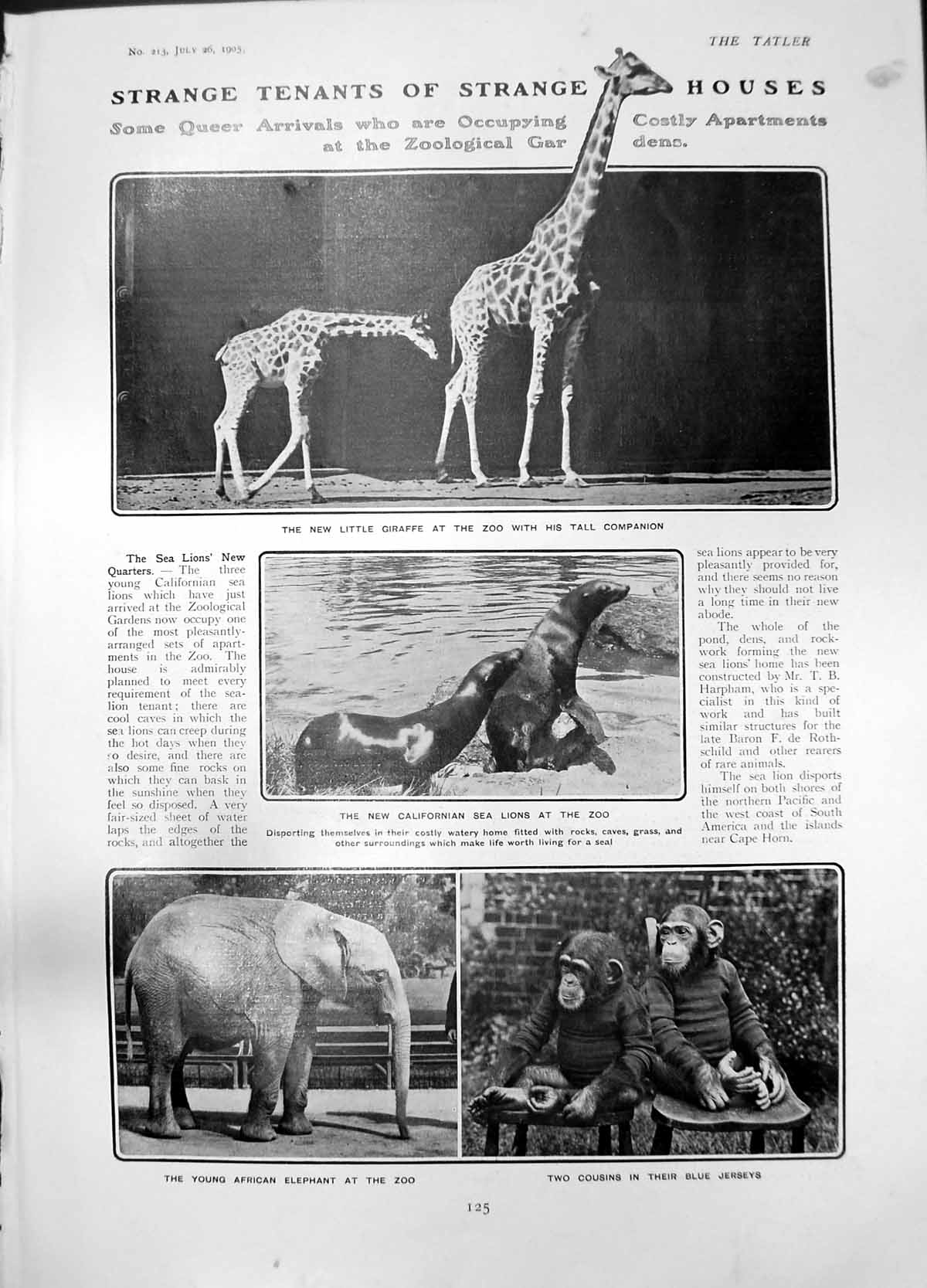 Antique Old Print Zoo Giraffe Sea Lions Elephant Monkeys Pamela Congreve 1905