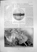 Old Print Hms Juno Chatham Mabel Love Coliseum Chased Bull Windmill 1905 20th