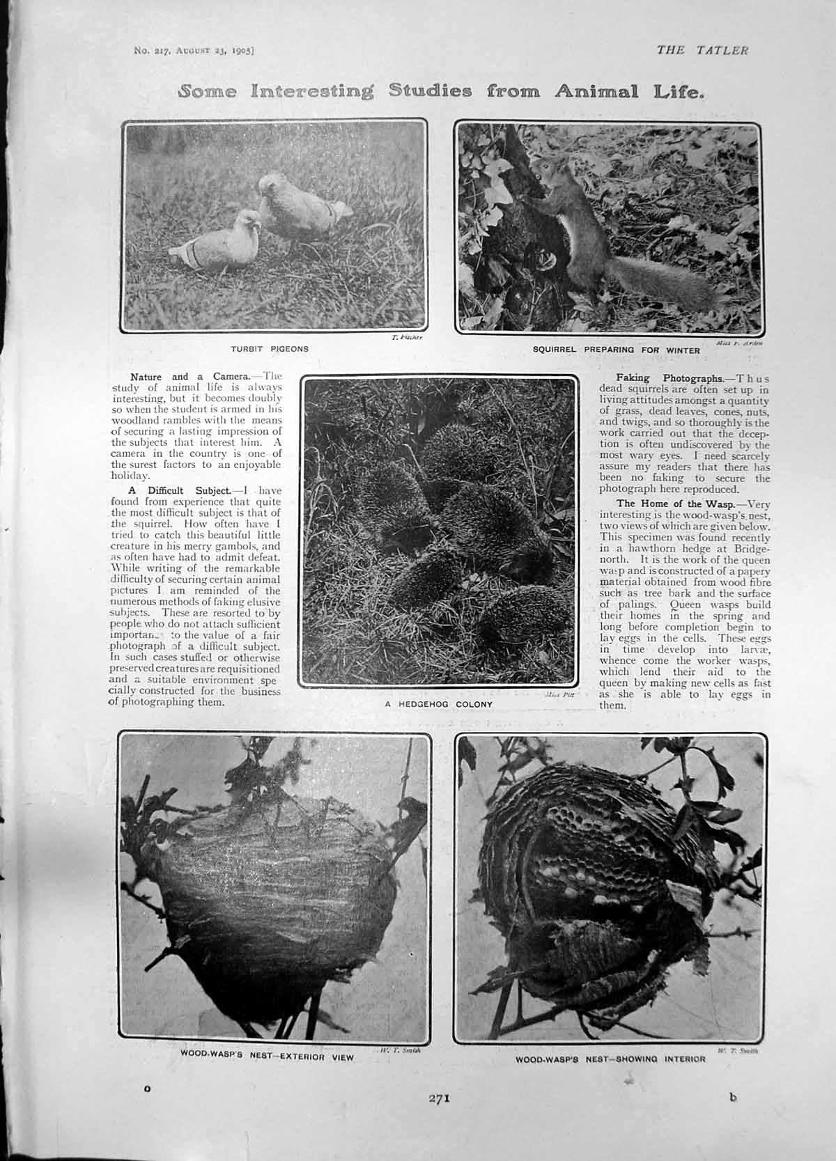 Old Turbit Pigeons Squirrel Wood Wasps Nest Children Cannon Doves 190 20th