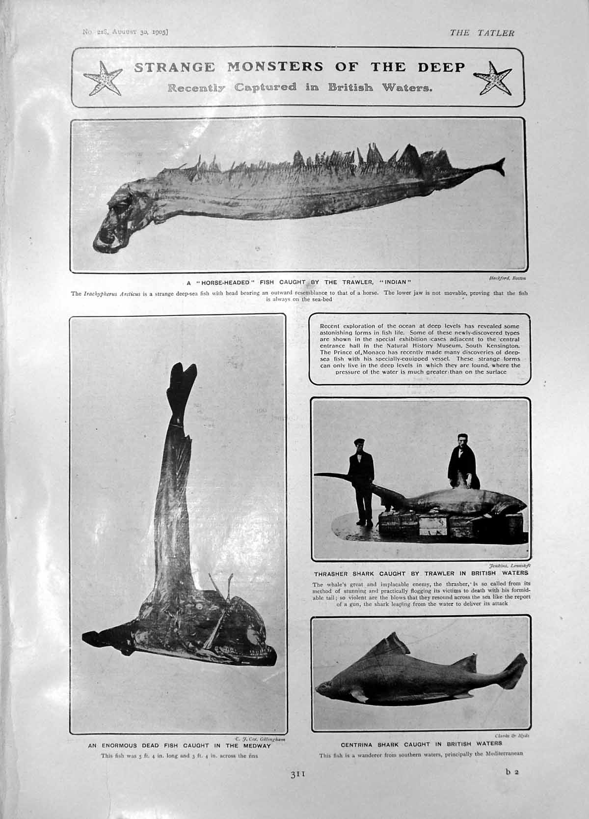 Old Monsters Deep Thrasher Shark Centrina Shark R Spooner Batting 190 20th