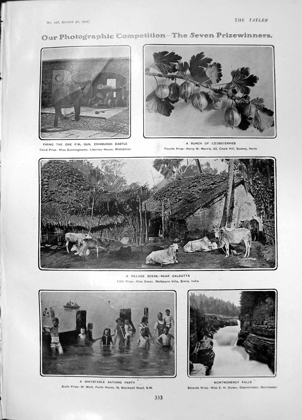 Antique Old Print Gooseberries Montmorency Falls Village Scene Calcutta 1905