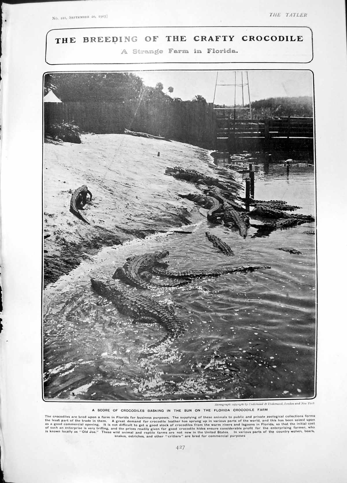 Antique Old Print Score Crocodiles Basking Sun Florida Crocodile Farm 1905 20th