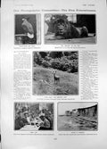 Old Cliffs Margate White Tailed Sea Eagle Lion Zoo Deer Army Life 190 20th