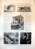 Antique Old Print Photo Competition Young Jackdaw Expansive Goose Toad 1905