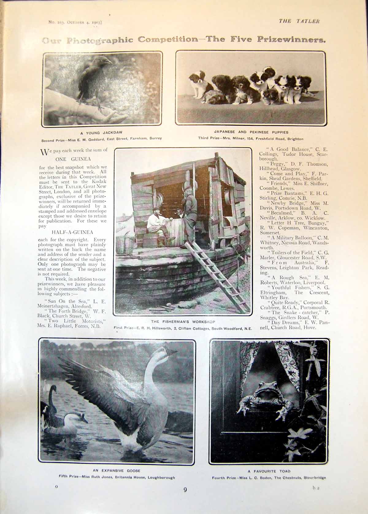 Antique Old Print Photo Competition Young Jackdaw Expansive Goose Toad 1905
