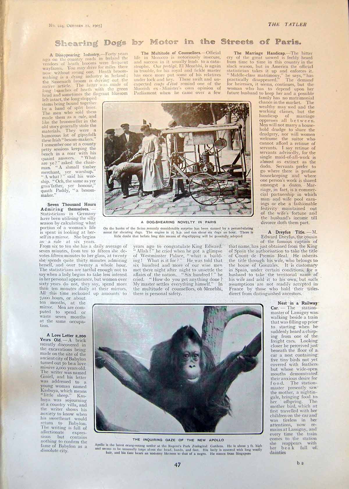 Antique Print New Apollo Dog Shearing Paris Tongs Iron Collars Crieff 1905 20th