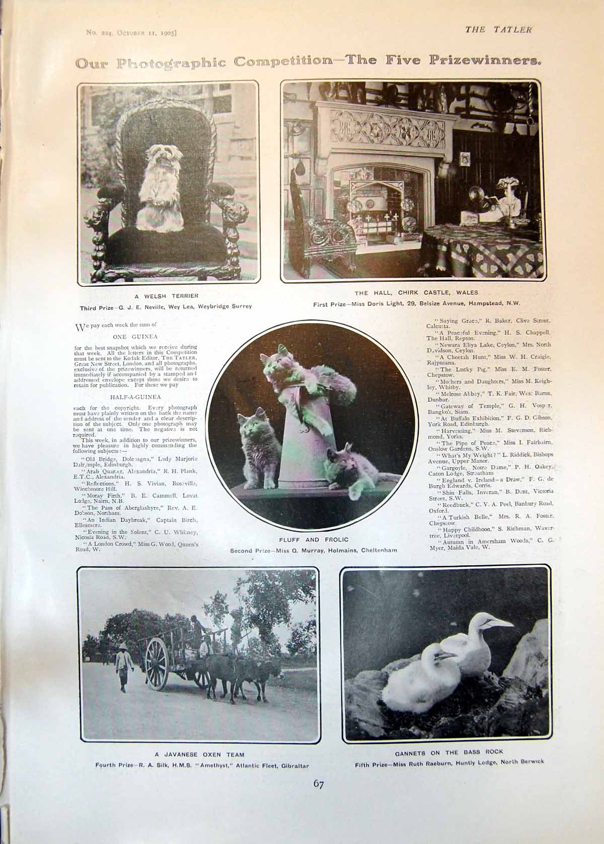 Antique Old Print Photos Welsh Terrier Javanese Oxen Team New Milkmaid 1905