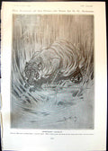 Old Humour Hour G Armour Man Eating Tiger Brank Toddington Hall 1905 20th