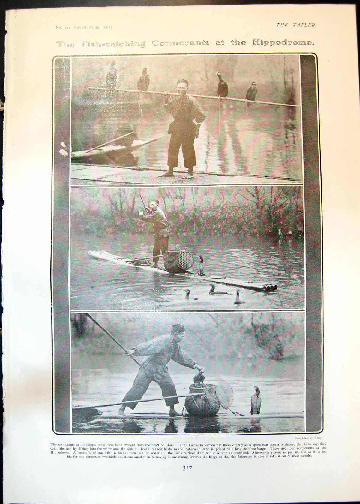 Old Fish Catching Cormorants Ice Cave Grindelwald Happy Childhood1905 20th