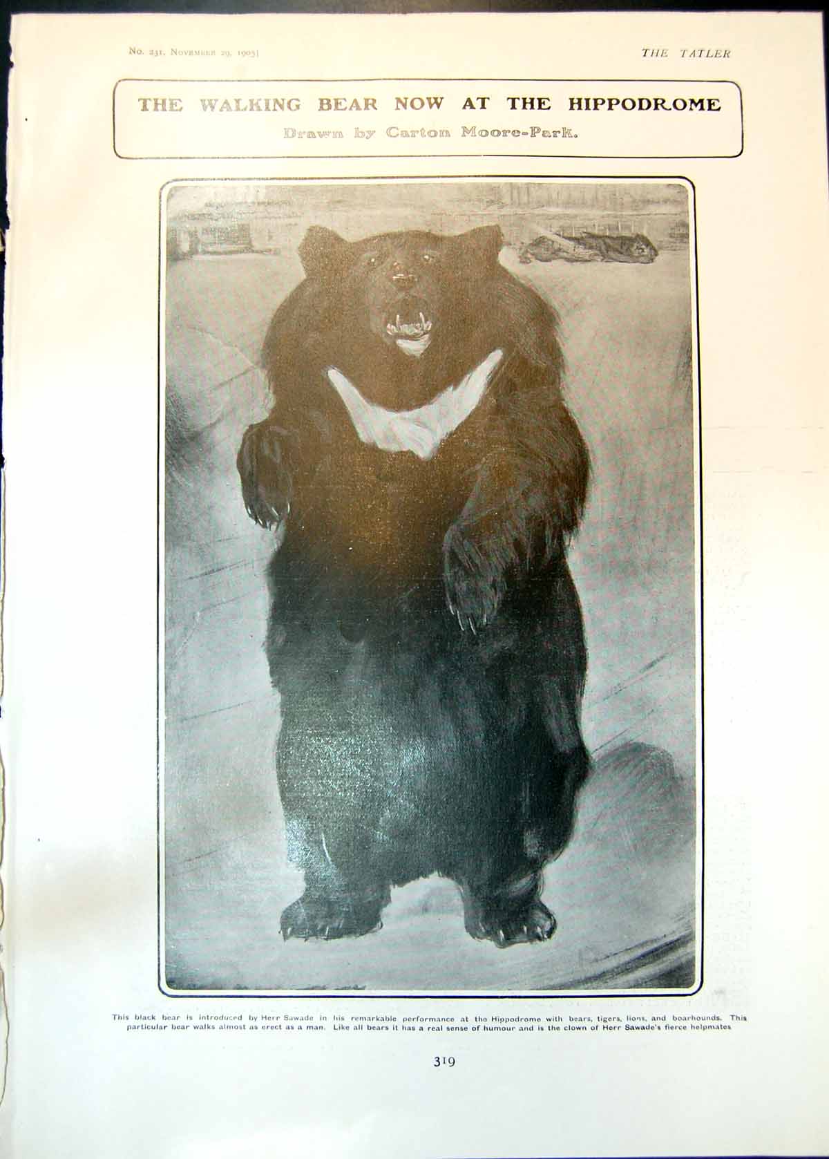 Old Print Walking Black Bear Hippodrome Perils American Photographer 1905 20th