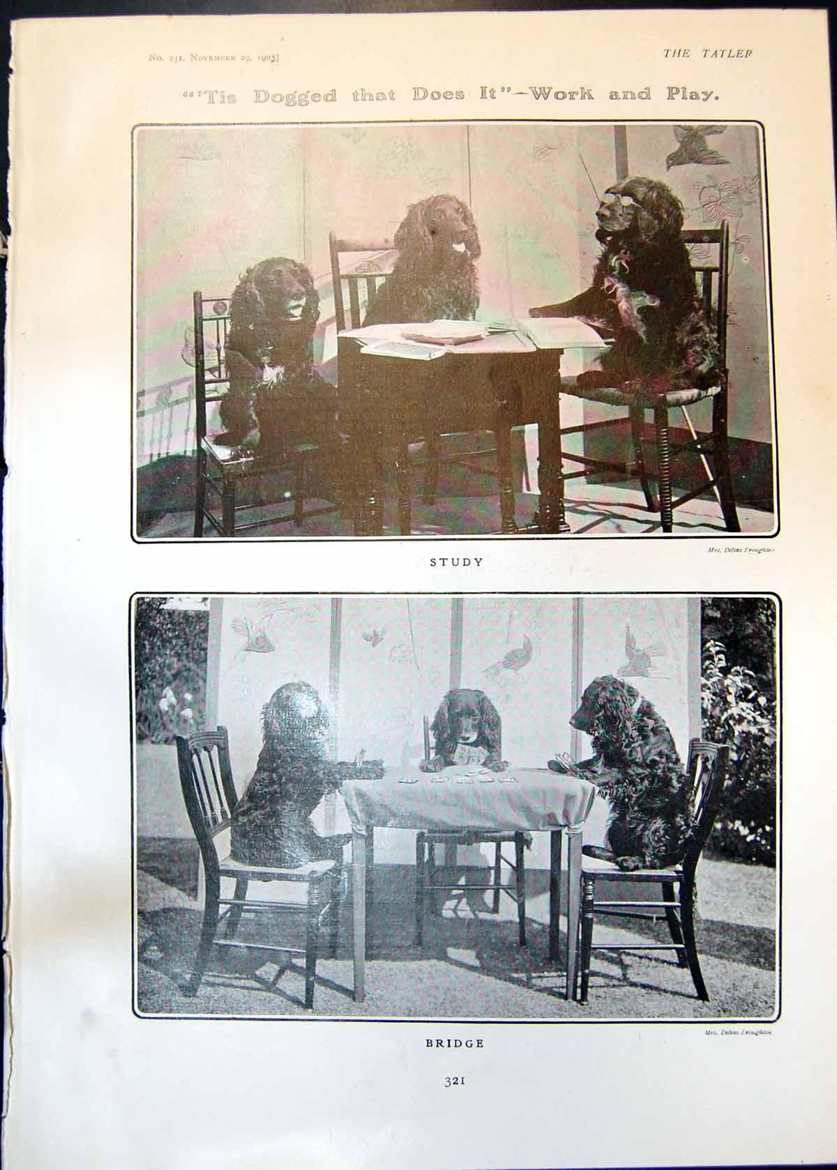 Antique Old Print Tis Dogged Does It Work Play Three Dogs Study Bridge 1905