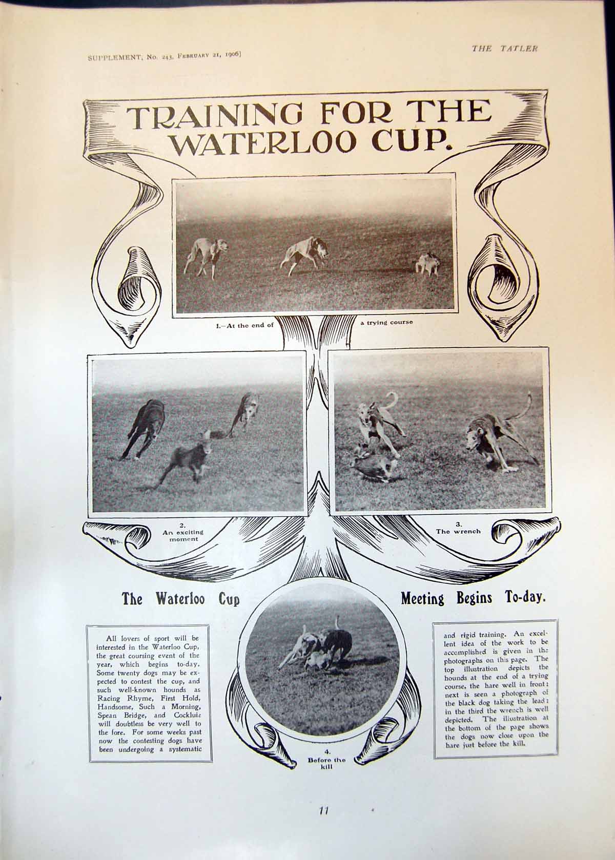Old Print Training Waterloo Cup Hounds E Gallagher Capt N Z Football 1906 20th
