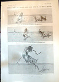 Antique Old Print Great Chief Prey Chas Pears Tommy Slain Buffalo Goat 1906