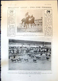 Antique Print Ascot Bachelors Button D Maher Dinneford Eeriequeriewhy 1906 20th