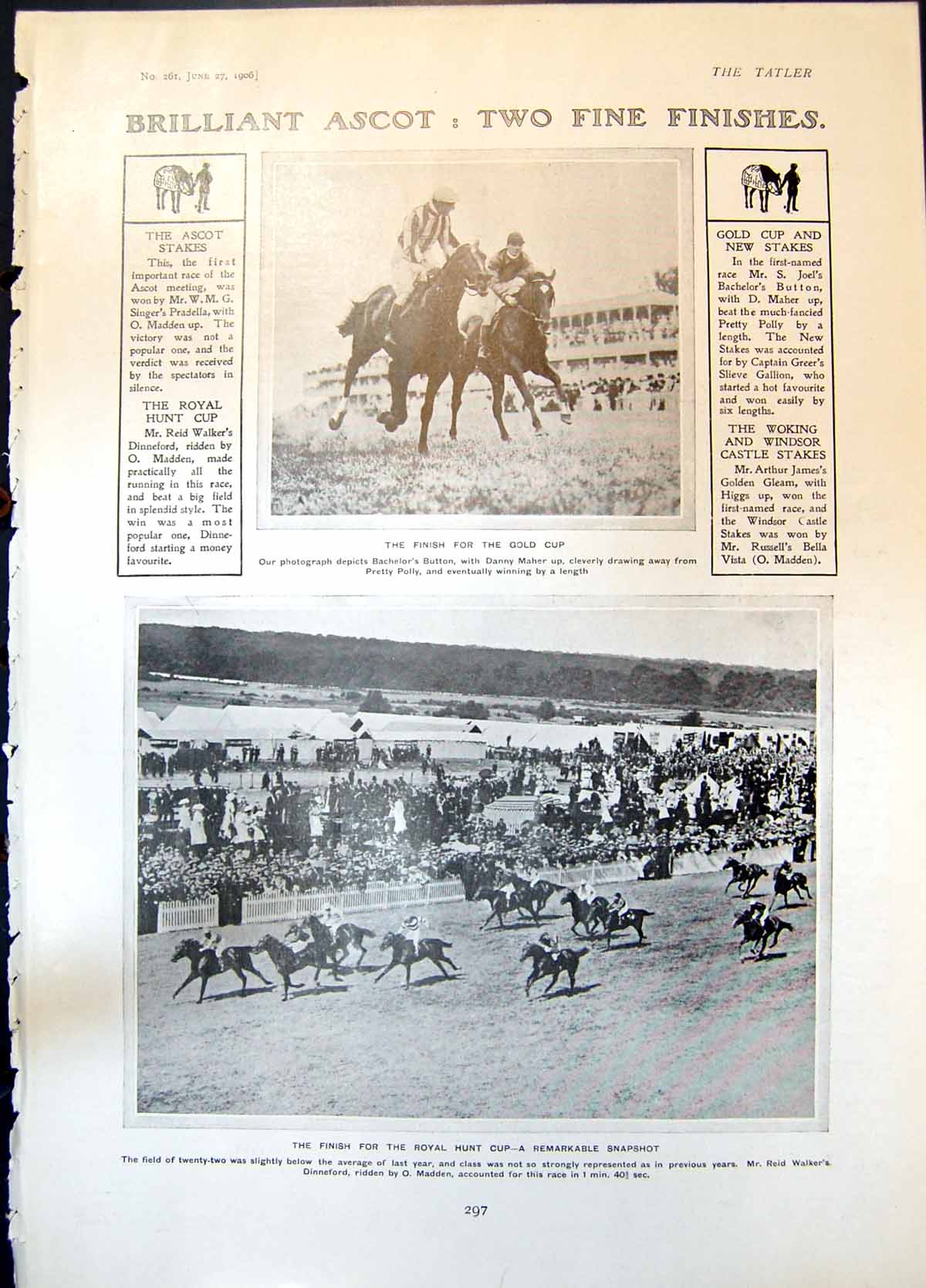 Antique Print Ascot Bachelors Button D Maher Dinneford Eeriequeriewhy 1906 20th