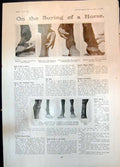 Old Print Buying Horse Side Bone Foot Defect Ruptured Muscle Fetlock 1906 20th