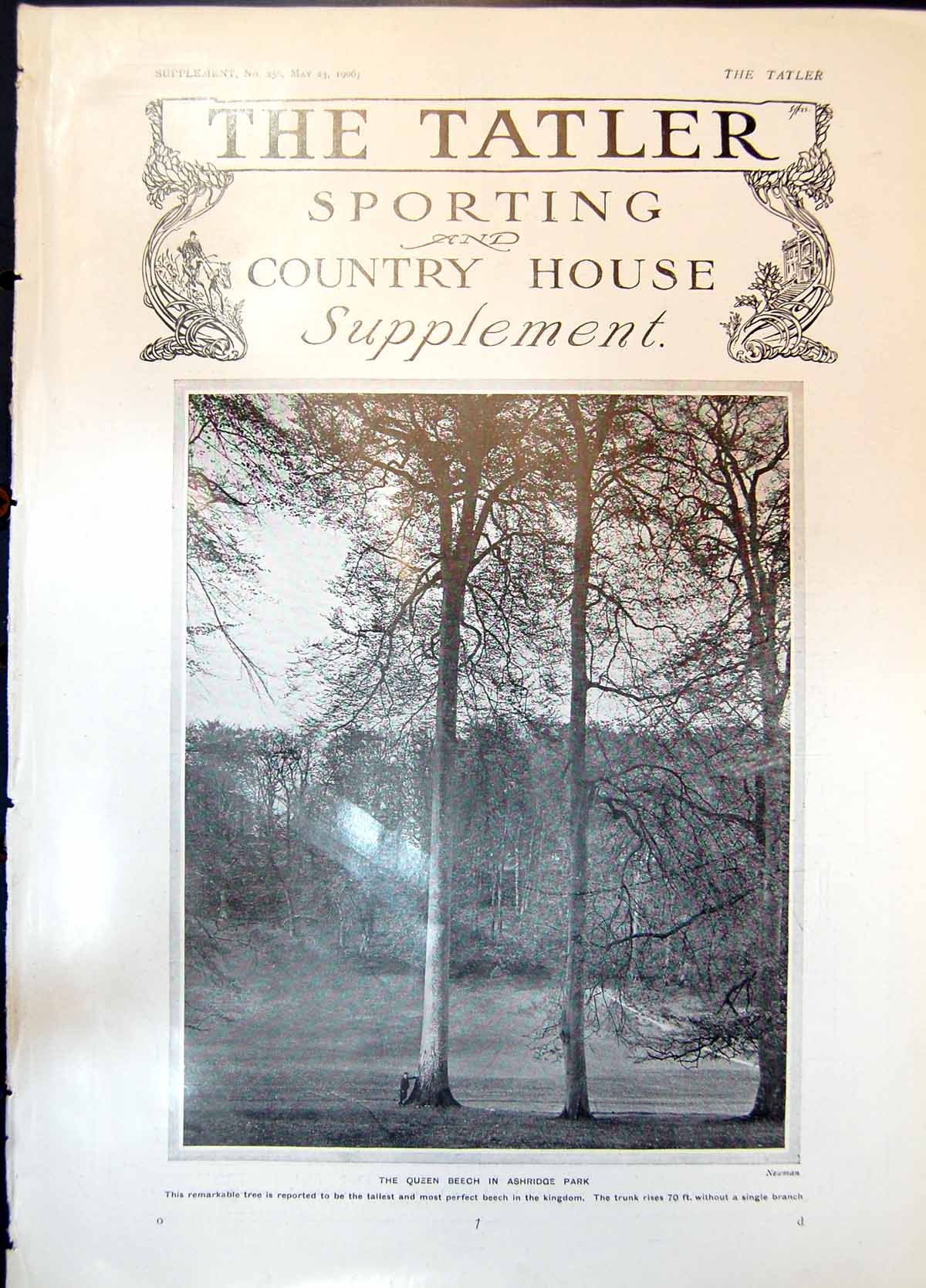 Old Antique Print Queen Beech Ashridge Park Tree Tallest Trunk 70 Ft 1906