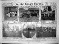 Antique Print Sandringham Windsor Farms Highland Cattle Donkeys Sheep 1906 20th