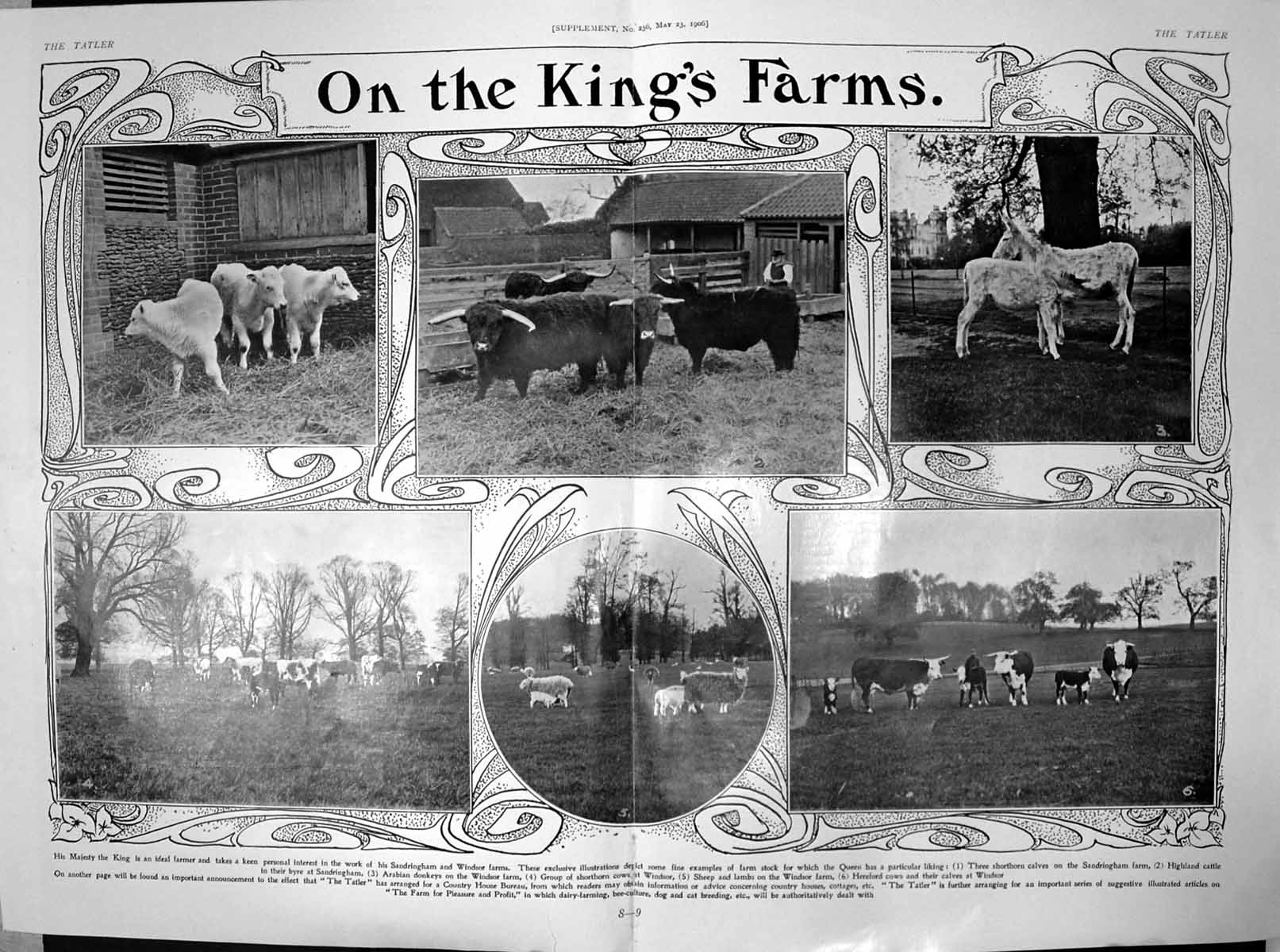 Antique Print Sandringham Windsor Farms Highland Cattle Donkeys Sheep 1906 20th