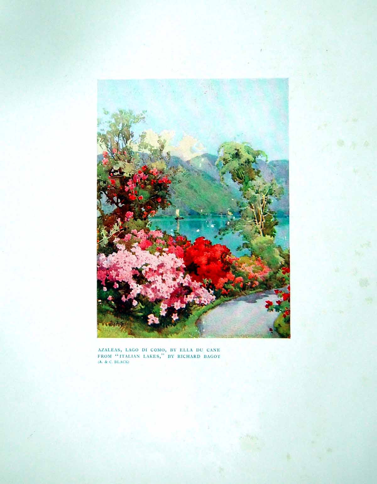 Antique Old Print Azaleas Lago Di Como Ella Du Cane From Italian Lakes 1906