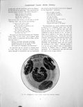 Old Print Sunderland Lustre Ware Basin Portrait Dr J JeffriesPage 1911