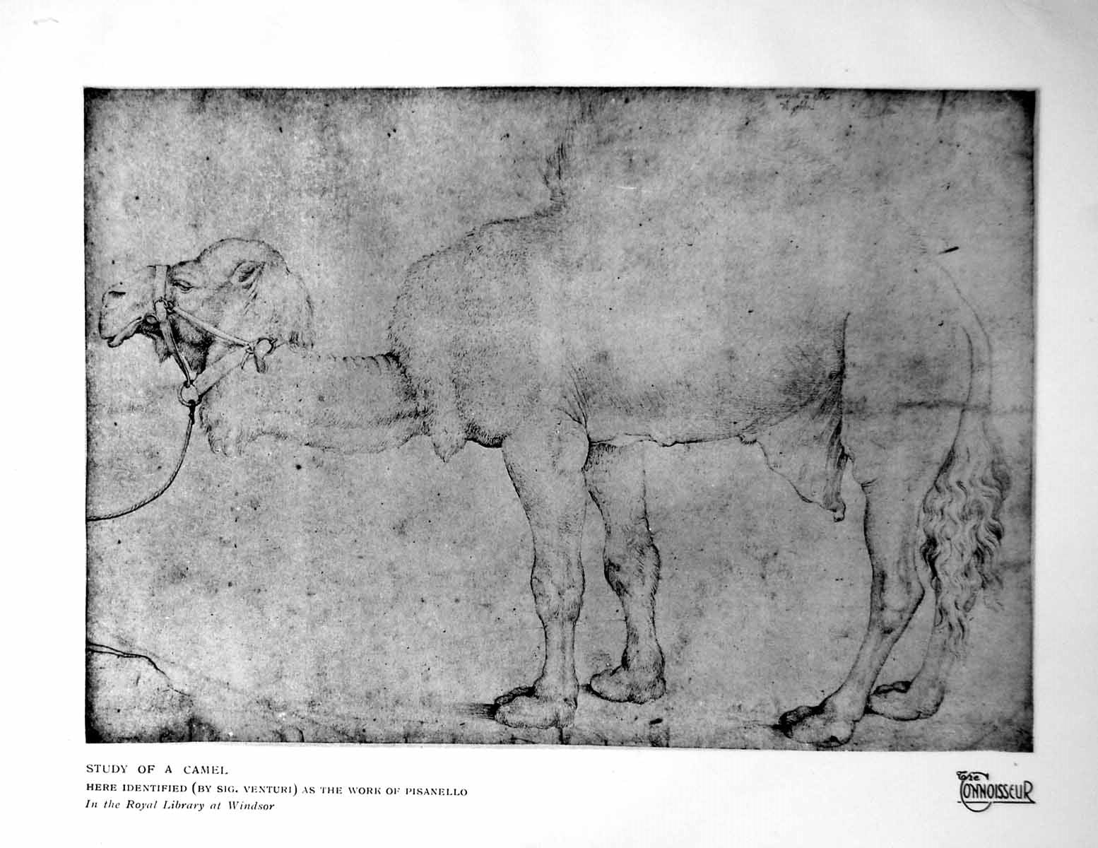 Original Old Vintage Print Study A Camel Identified As Work Pisanello 1925 20th