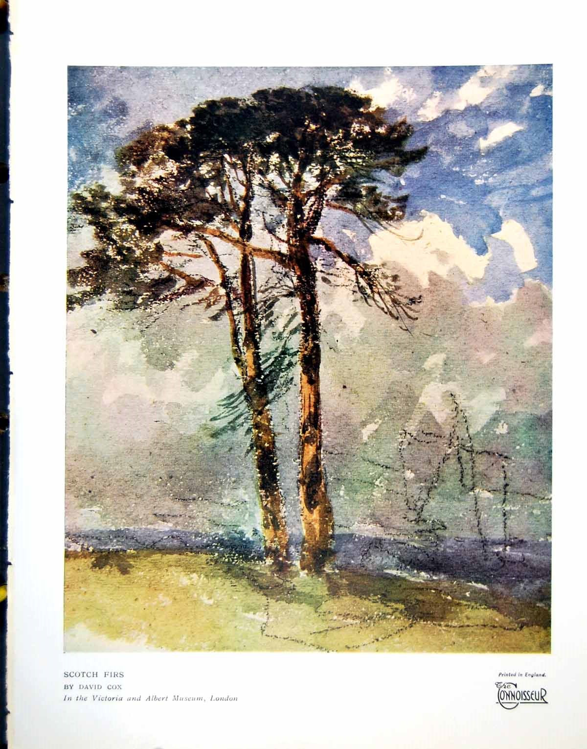 Antique Old Print Scotch Firs By David Cox In Victoria And Albert Museum 1928