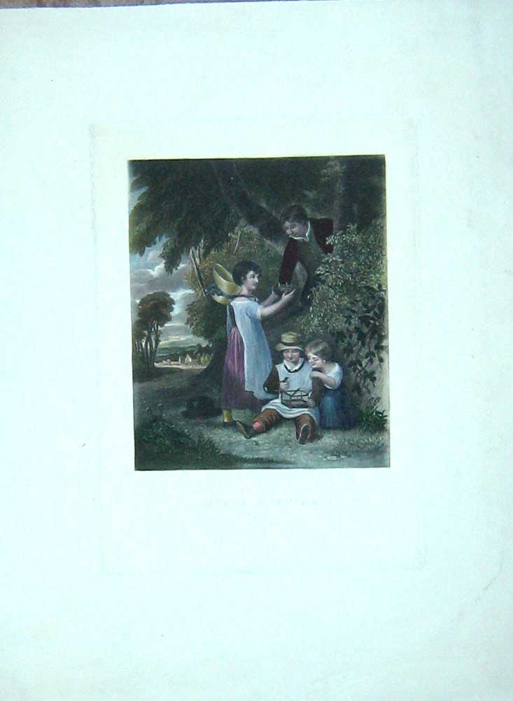 Original Old Antique Print Large Colour Birds Nesting Trees Children Garden