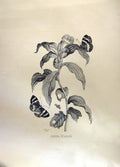Original Old Antique Print Restrike Anona Marans Large Botanical Huyter Sculp