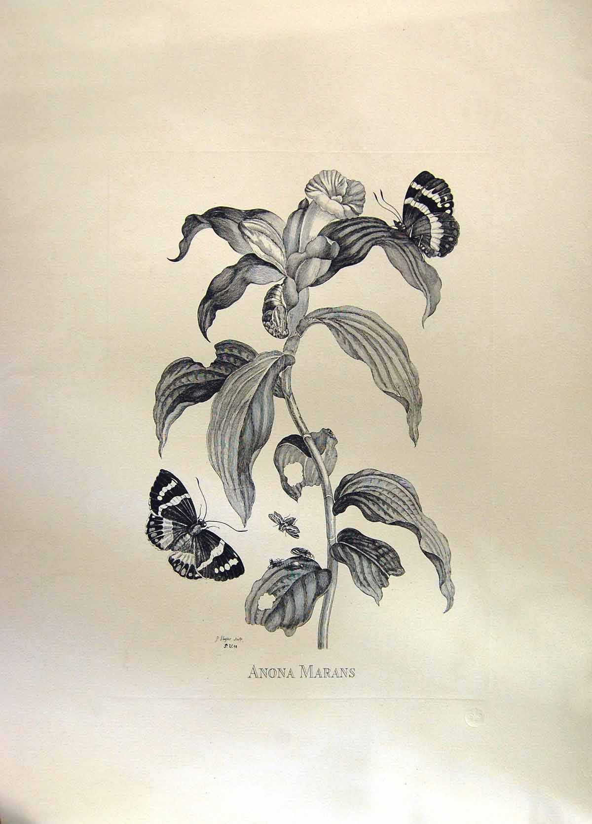 Original Old Antique Print Restrike Anona Marans Large Botanical Huyter Sculp