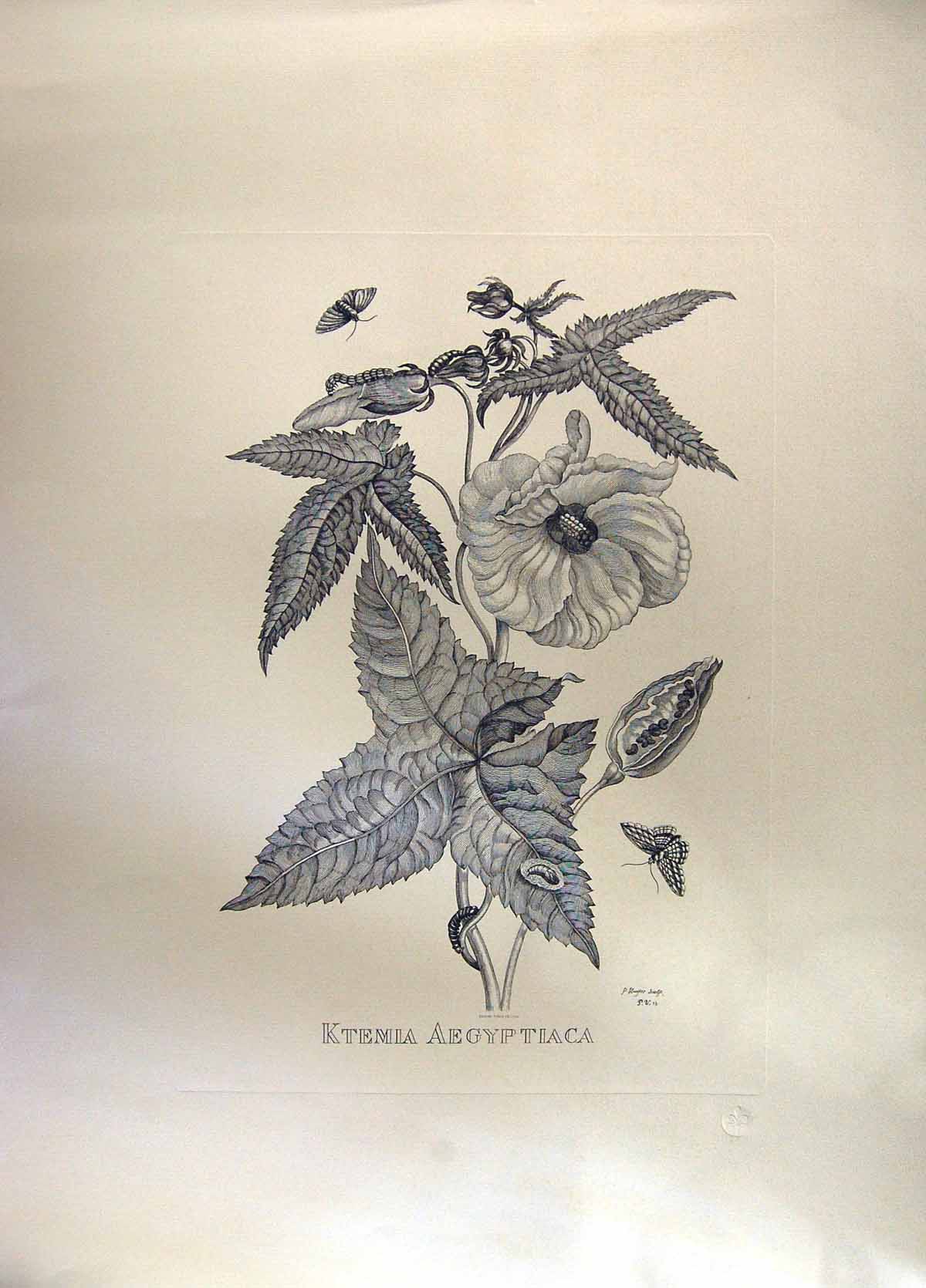 Old Old Print Restrike Ktemia Aegyptiaca Large Botanical Huyter Sculp