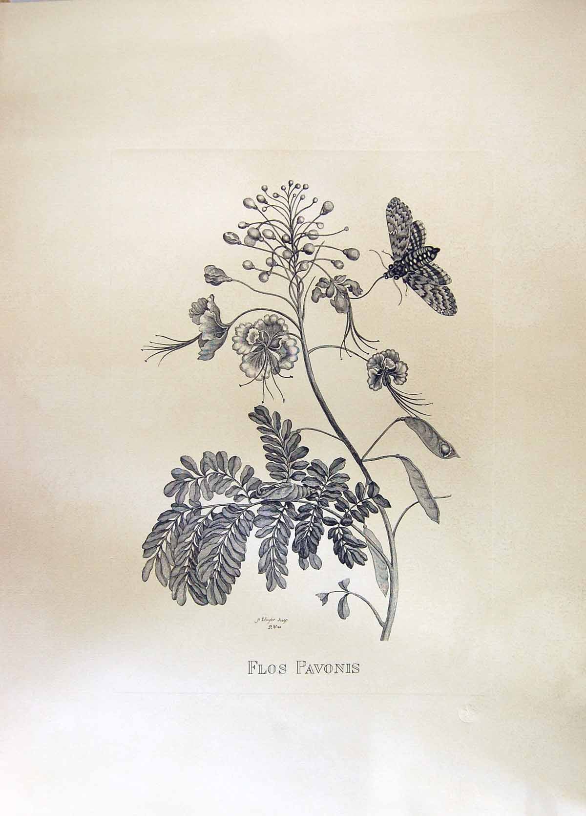 Original Old Antique Print Restrike Flos Pavonis Large Botanical Huyter Sculp