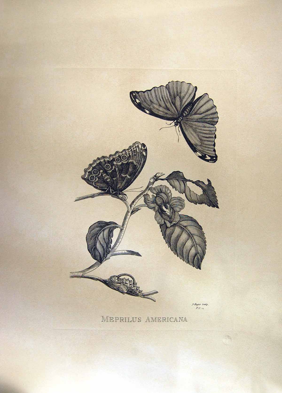 Antique Old Print Restrike Meprillus Americana Large Botanical Huyter Sculp
