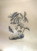 Original Old Antique Print Restrike Anomia Cum Eruca Large Botanical