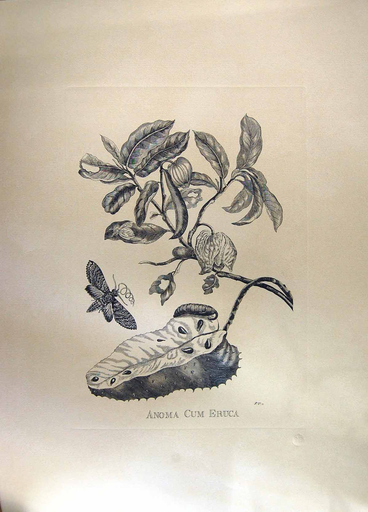Original Old Antique Print Restrike Anomia Cum Eruca Large Botanical