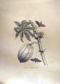 Original Old Antique Print Restrike Papai Orientalis Large Botanical