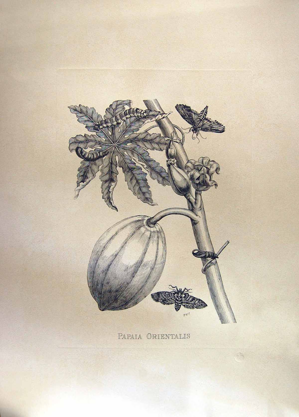 Original Old Antique Print Restrike Papai Orientalis Large Botanical